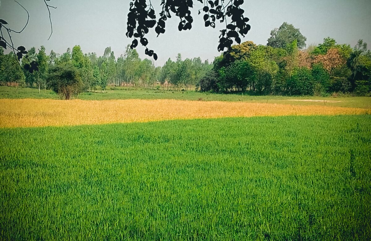 Dialjameen