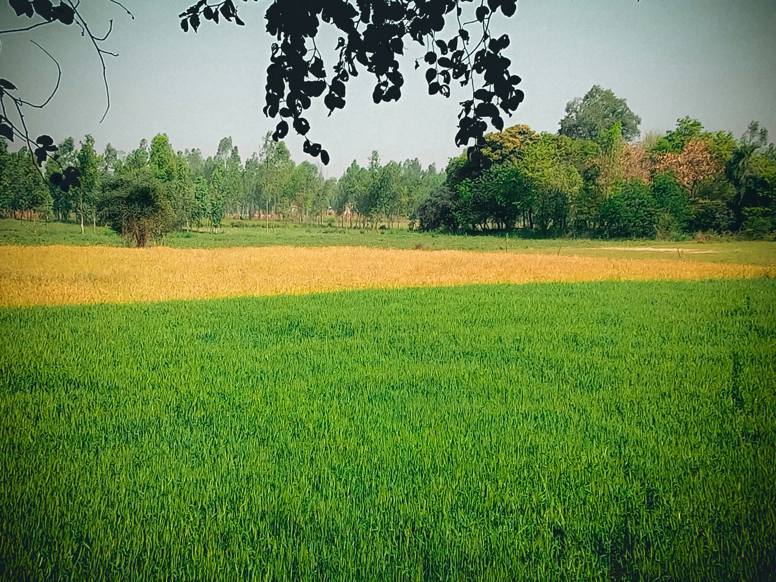 Dialjameen