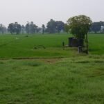 Dialjameen